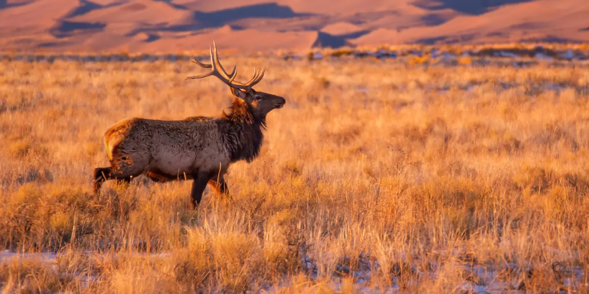 Bull elk in golden grass at sunset below the Sangre de Cristo Mountains, Great Sand Dunes, Colorado