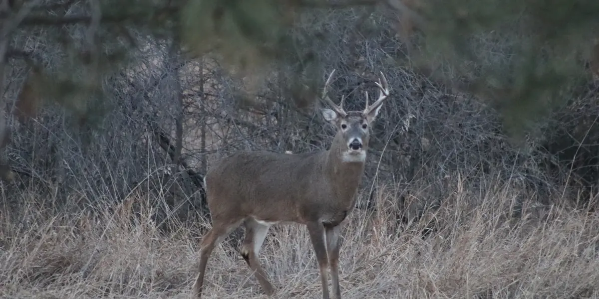 White-tailed buck following a grazing doe through tall fall grass at Karl E. Mundt National Wildlife Refuge, South Dakota
