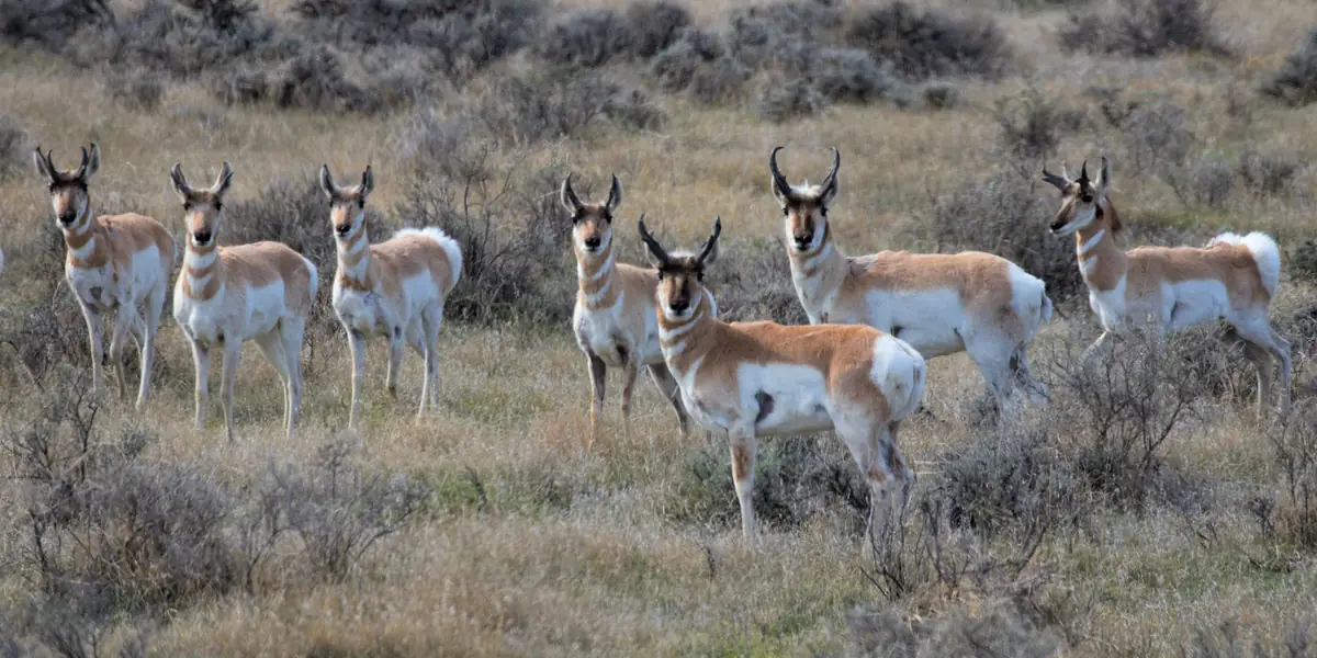 Pronghorn herd on the prairie in the Missouri Breaks, Montana
