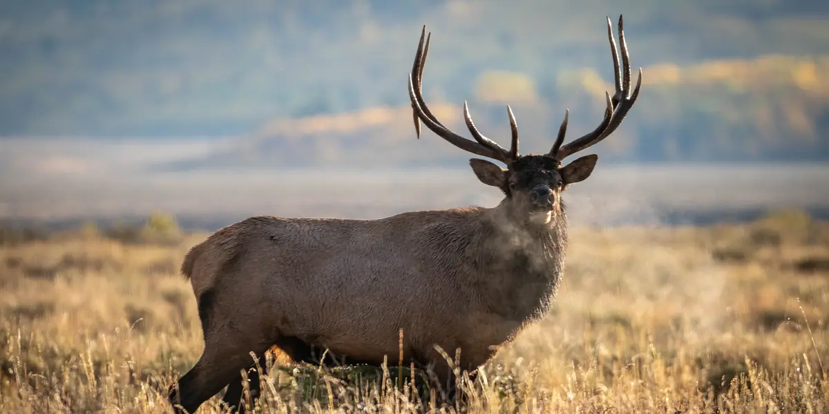 Bull elk with large antlers standing in golden sagebrush