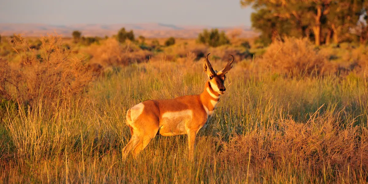 Pronghorn buck standing in golden evening grass on Seedskadee National Wildlife Refuge, Wyoming