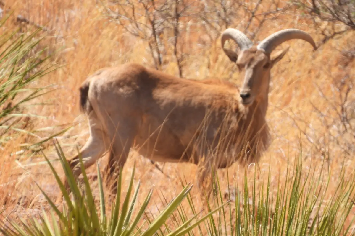 Aoudad ram with curled horns standing in desert grass and yucca