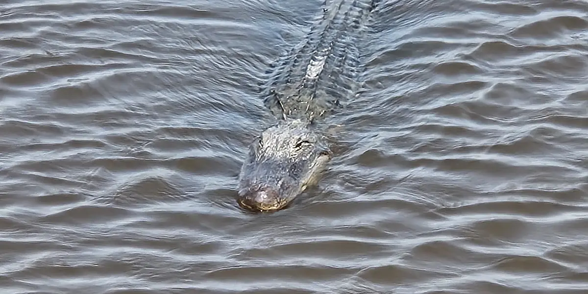 American alligator in marsh water at San Bernard National Wildlife Refuge on the Texas coast