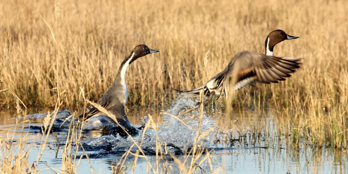 Northern pintail ducks landing in golden marsh grass at Anahuac National Wildlife Refuge on the Texas Gulf Coast