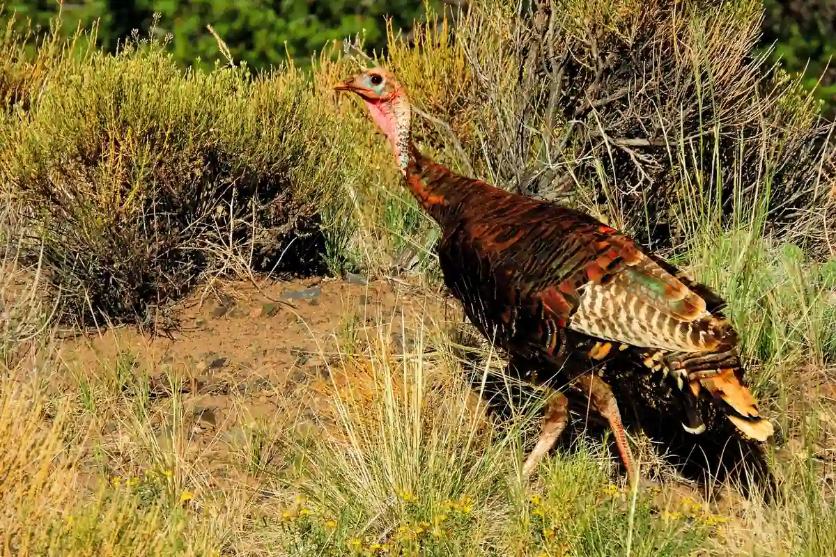 Rio Grande wild turkey walking through dry grass and brush